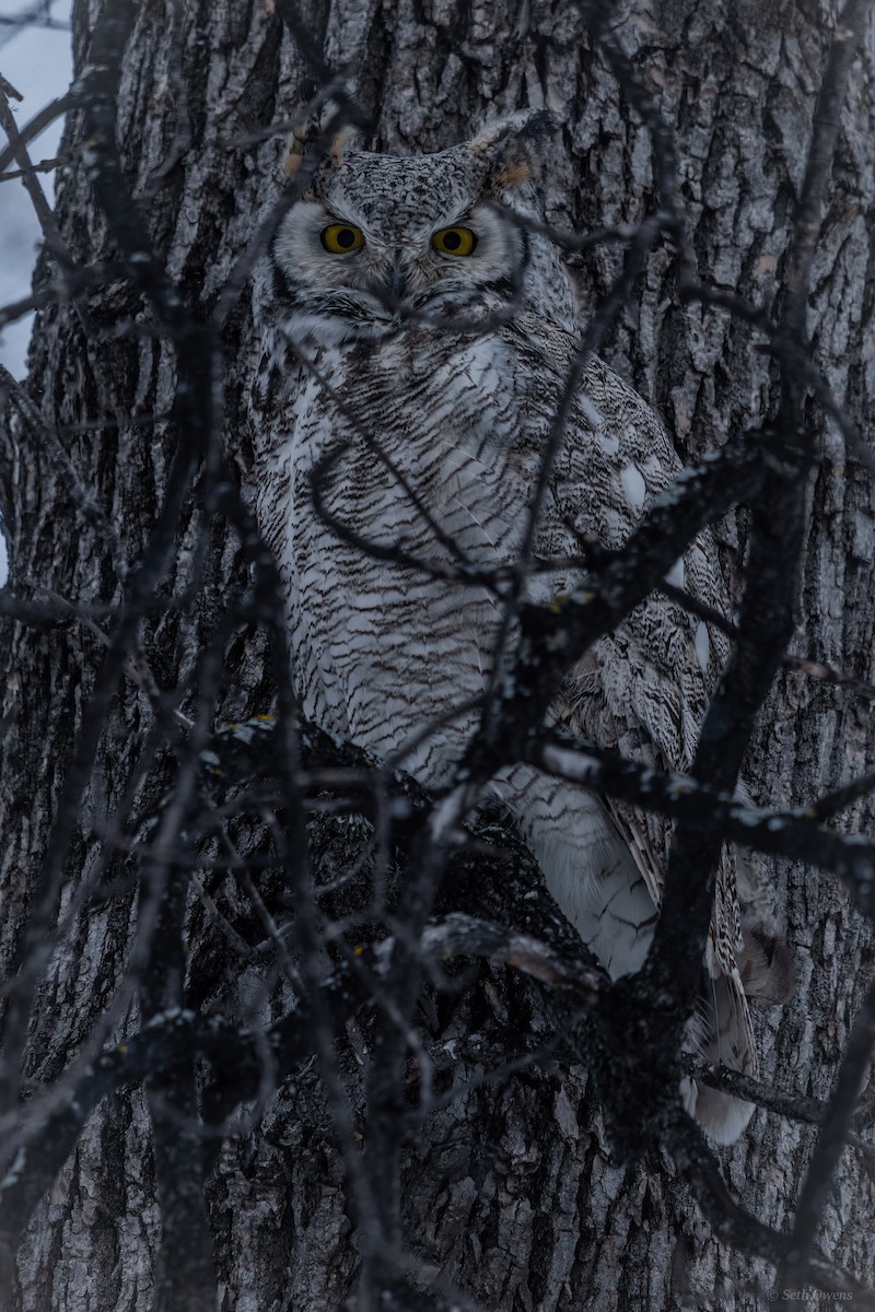 Great Horned Owl - Seth Owens