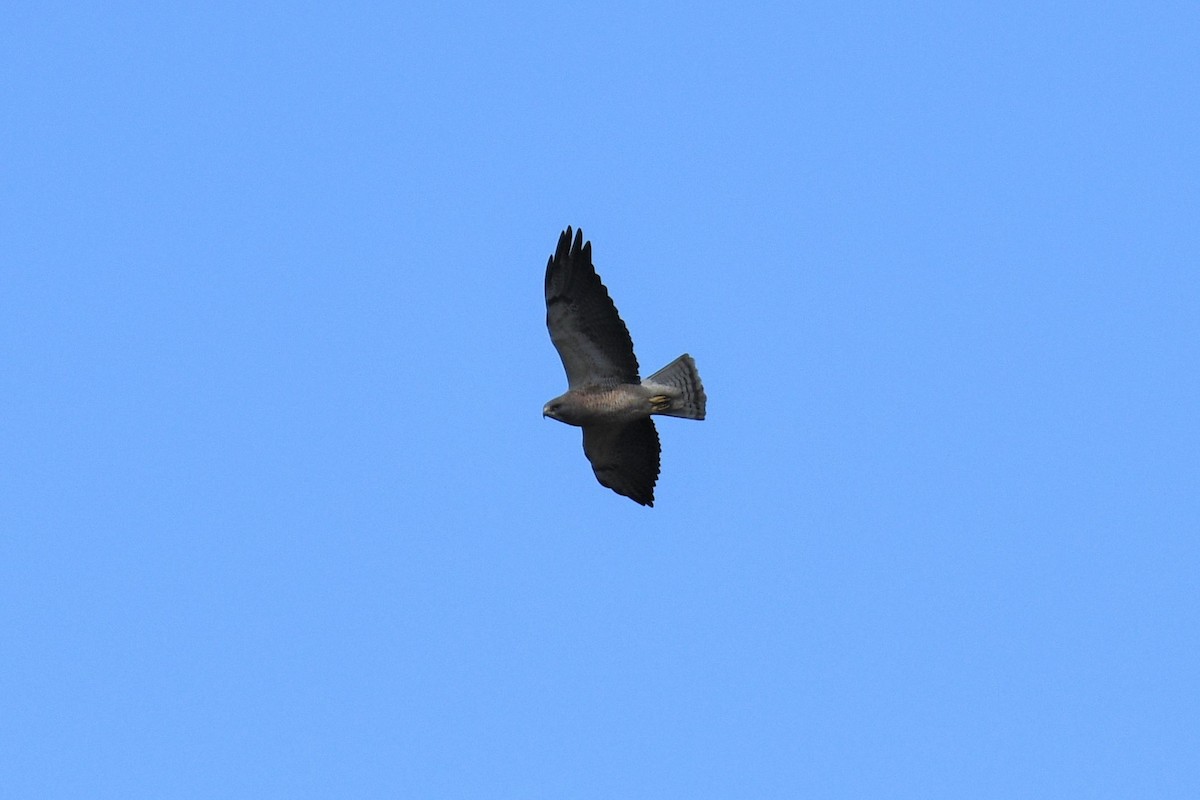 Swainson's Hawk - ML410929321