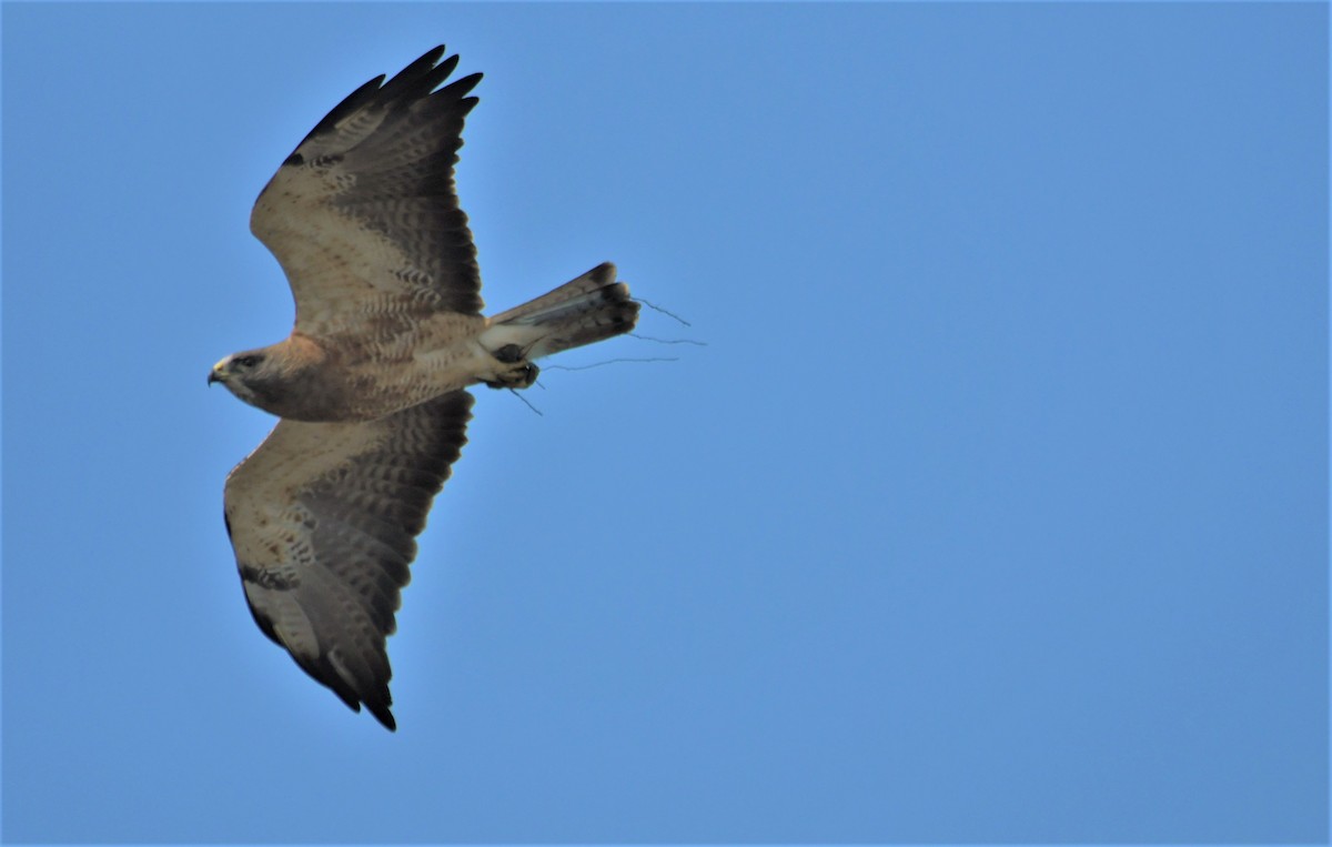 Swainson's Hawk - ML410930521