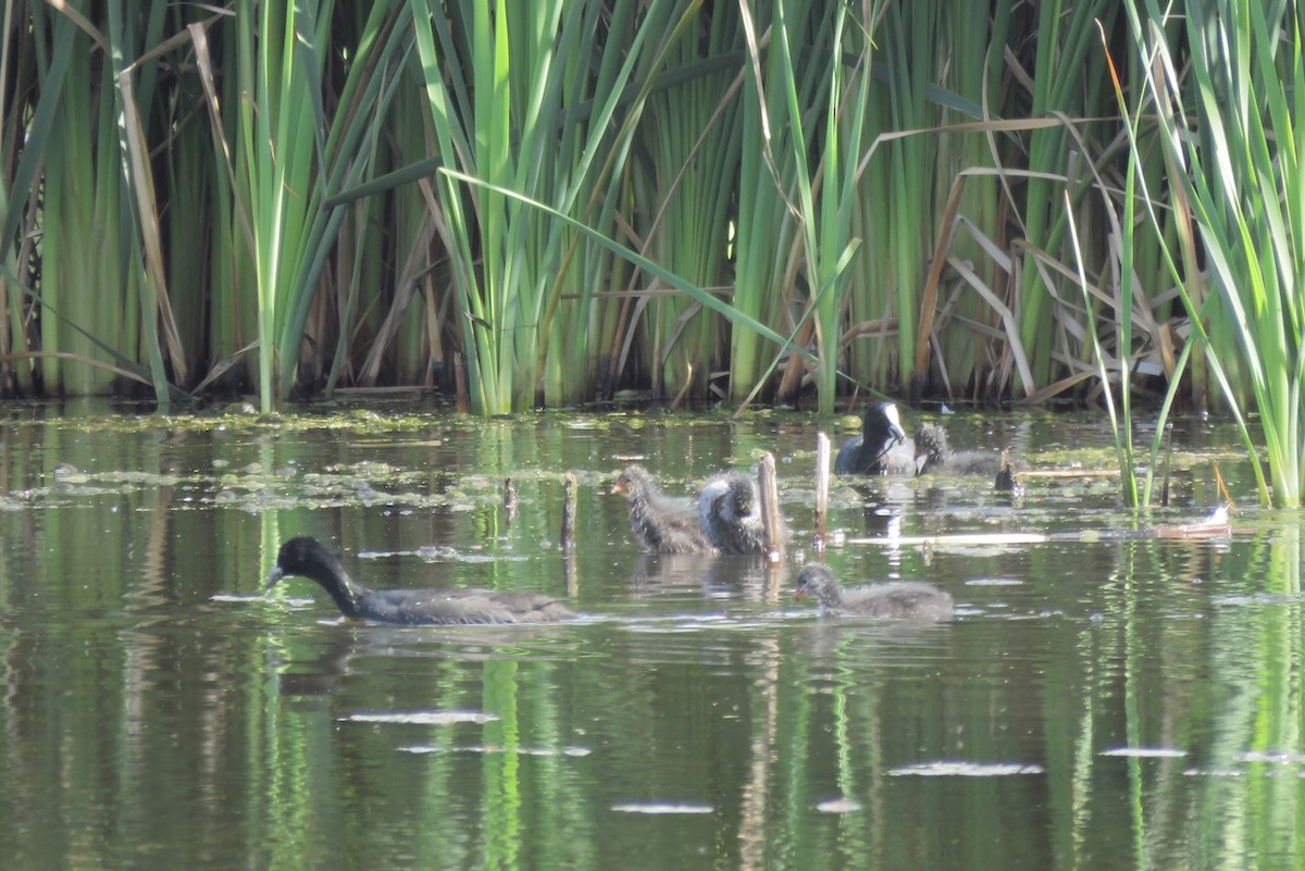 Folaga - ML410931021