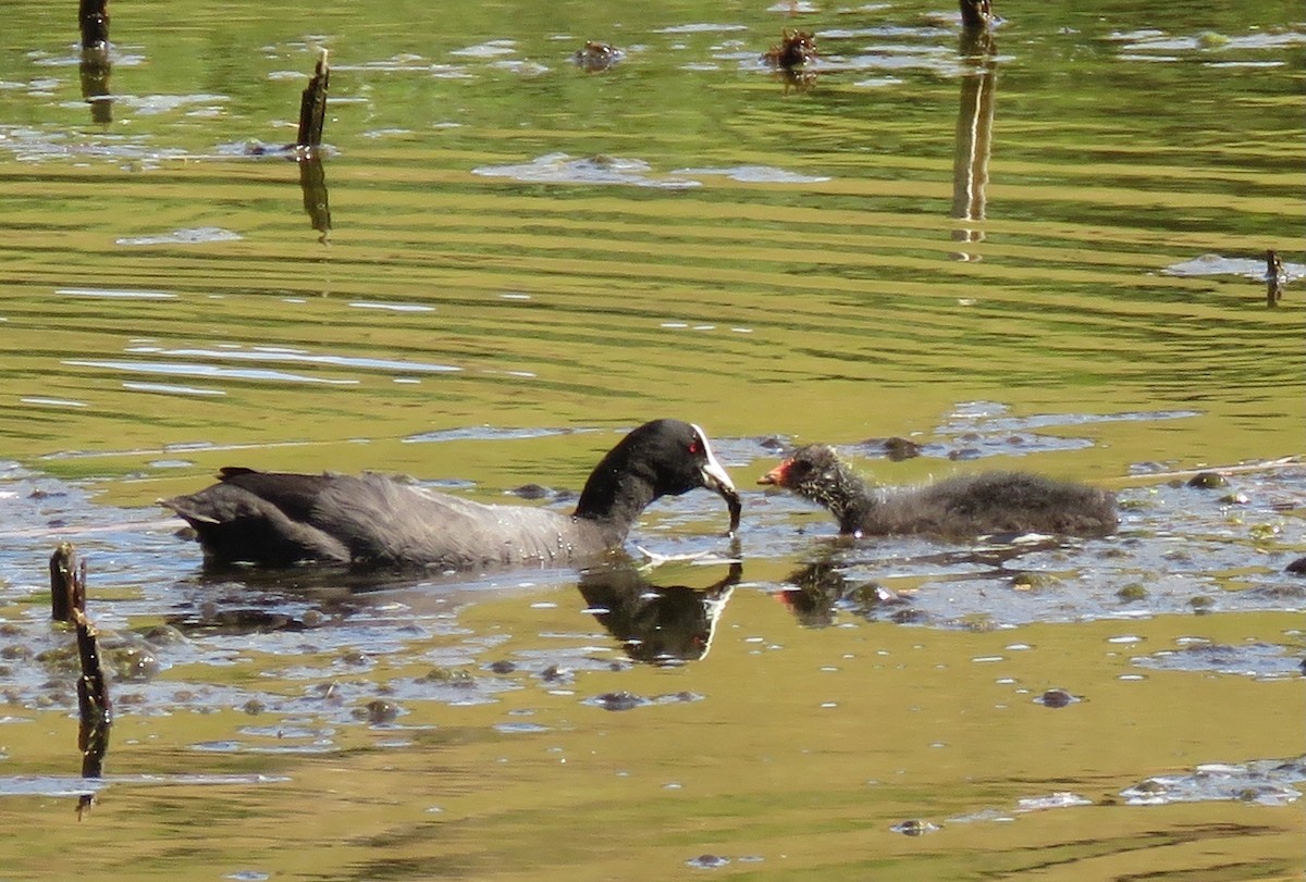 Eurasian Coot - Mary Thompson