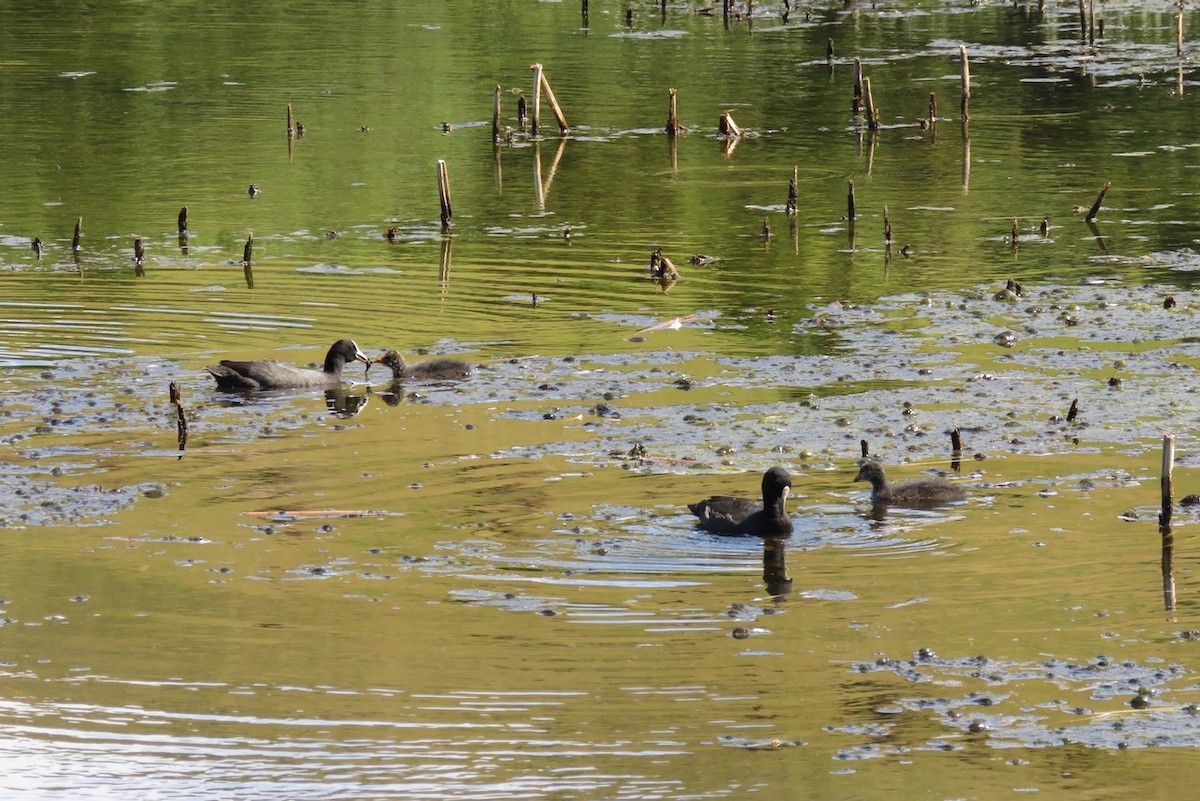 Folaga - ML410931441