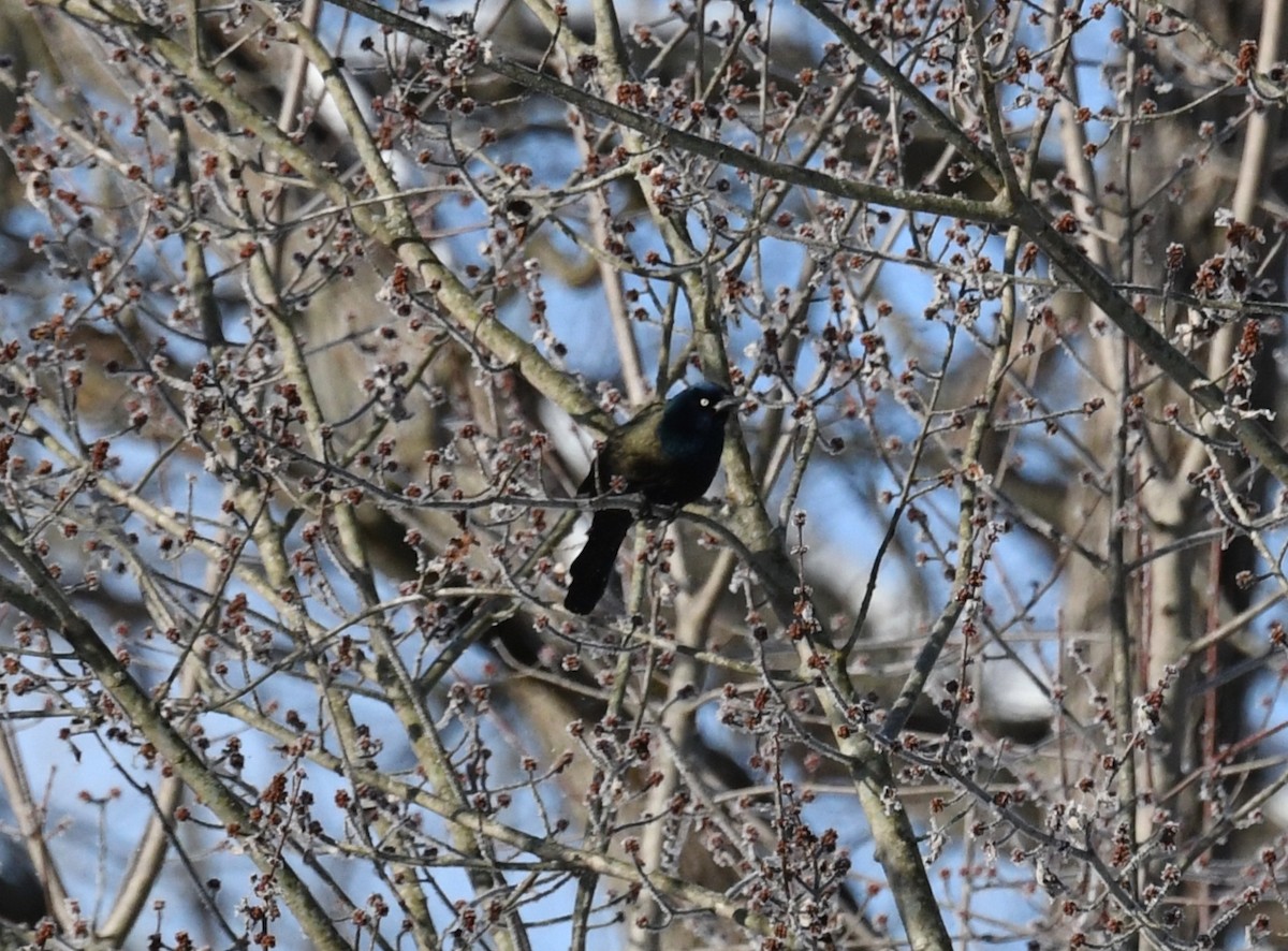 Common Grackle - ML410934471