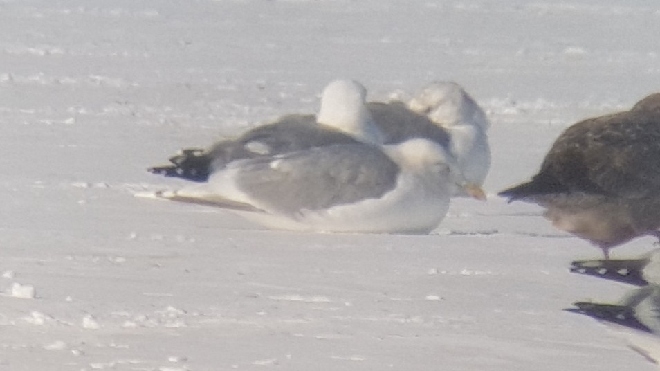 Gaviota Groenlandesa (kumlieni) - ML410934671