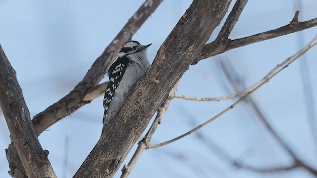 Downy Woodpecker - ML410934941