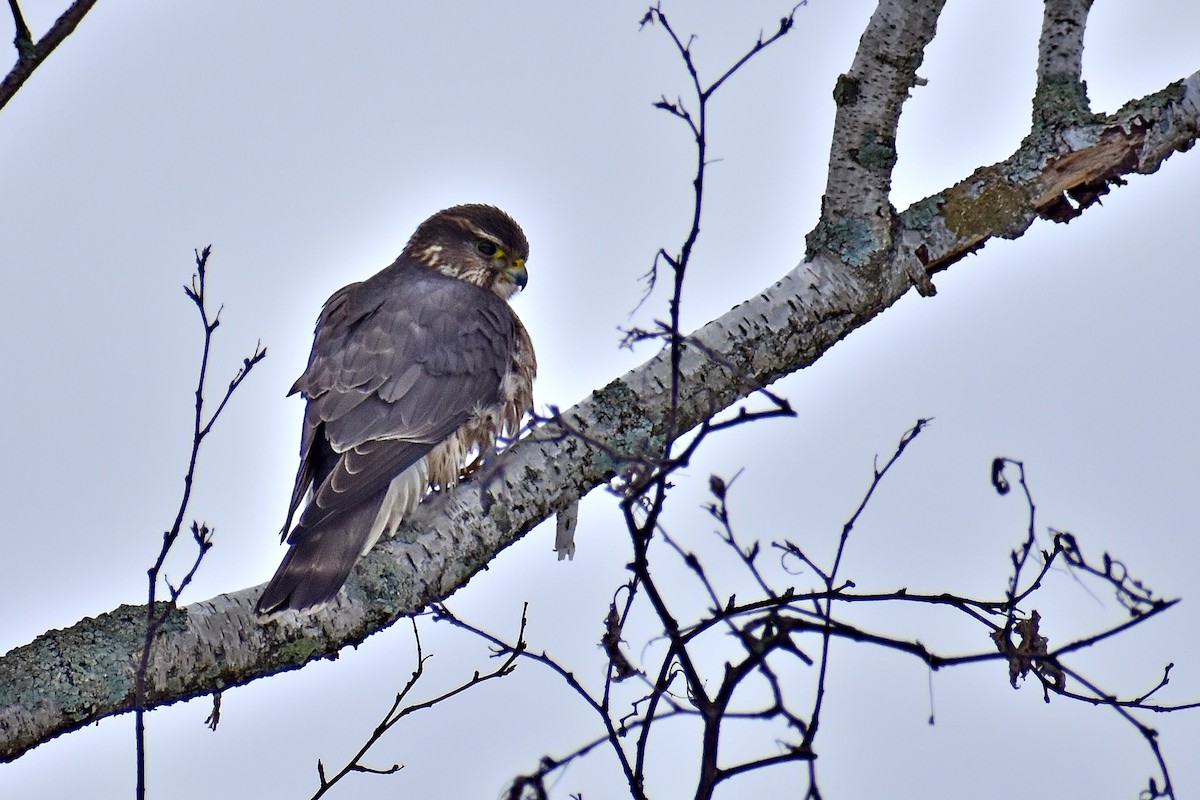 Merlin - Joey D’Attilio