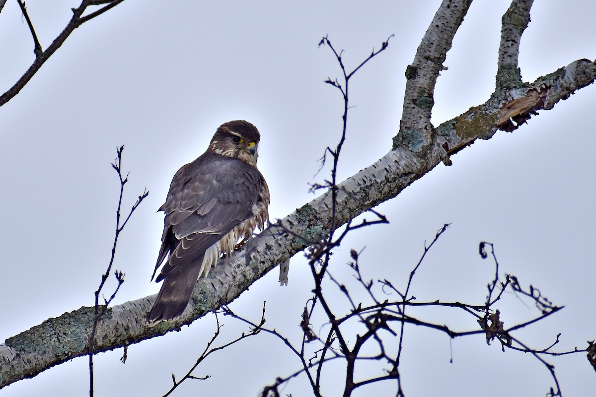 Merlin - Joey D’Attilio