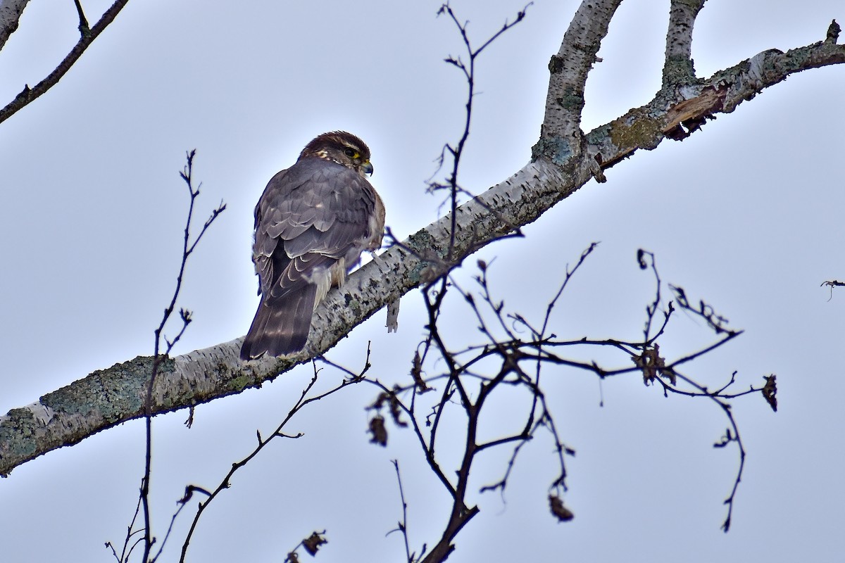 Merlin - Joey D’Attilio