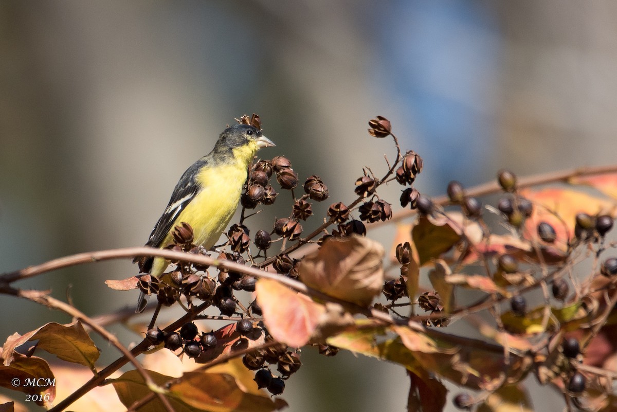 Lesser Goldfinch - Mary Catherine Miguez