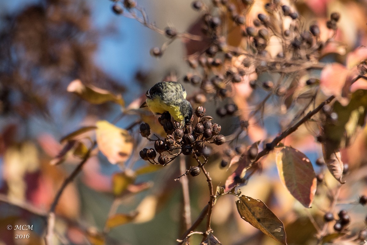 Lesser Goldfinch - Mary Catherine Miguez