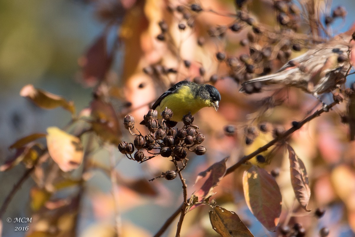 Lesser Goldfinch - Mary Catherine Miguez