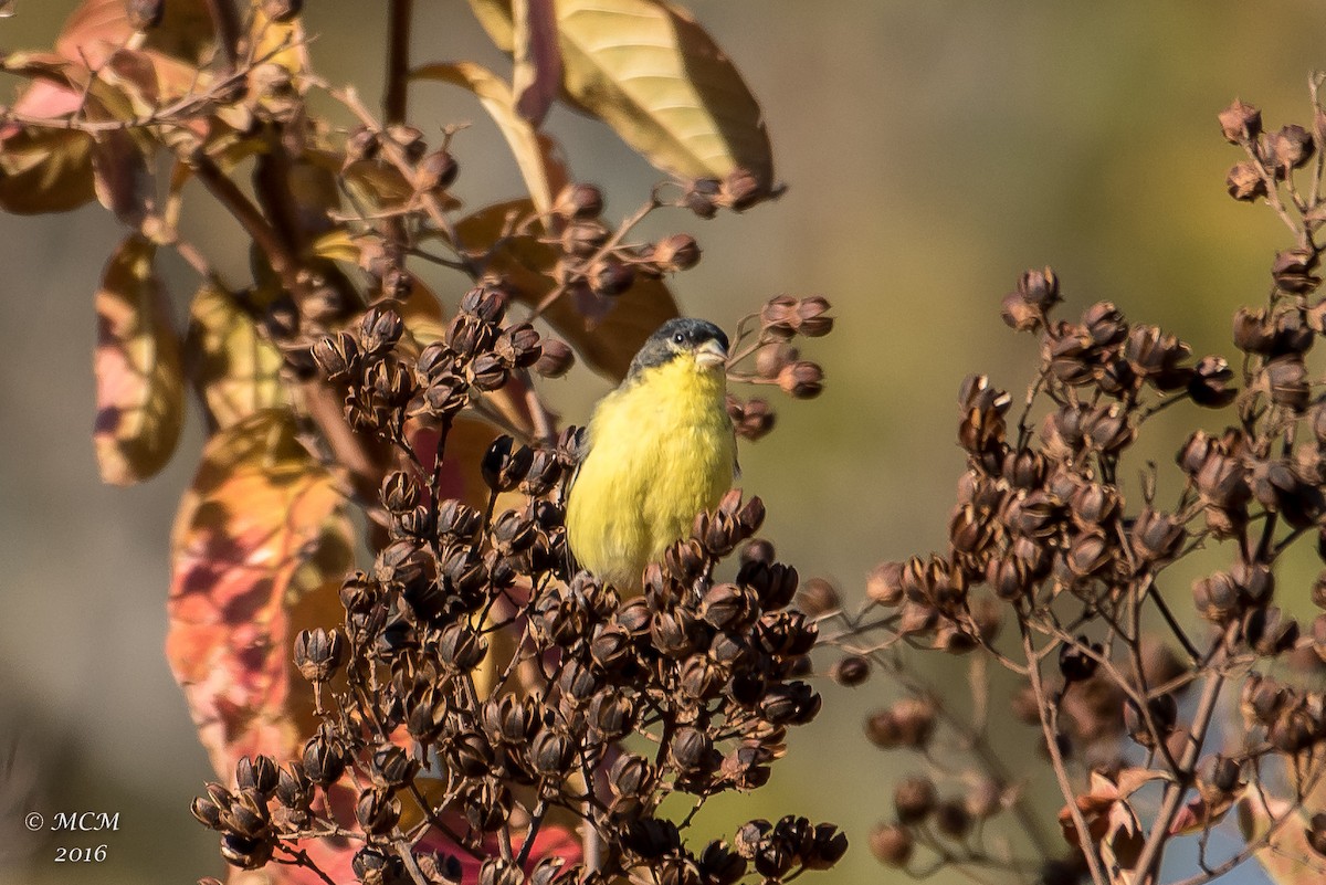 Lesser Goldfinch - ML41093881