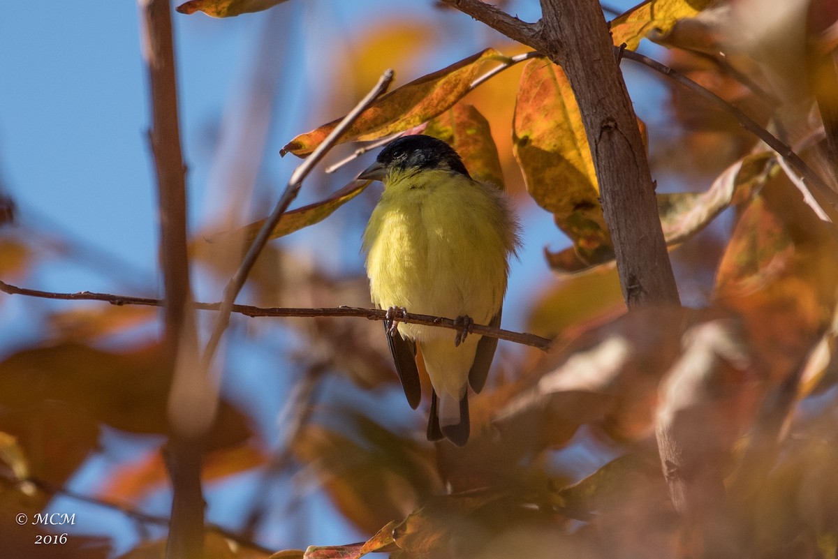 Lesser Goldfinch - Mary Catherine Miguez