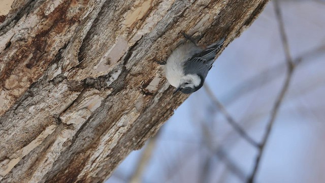 White-breasted Nuthatch - ML410938921