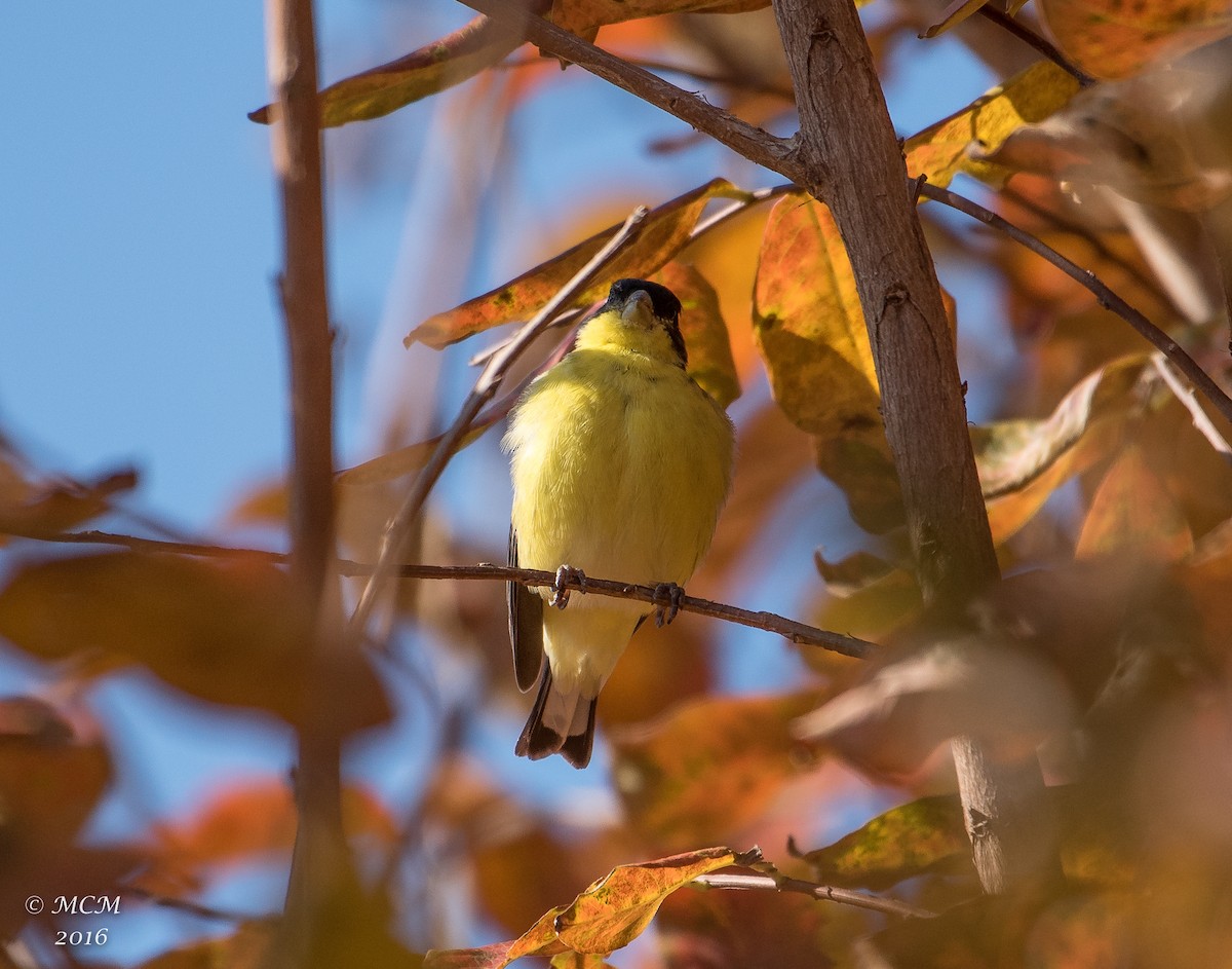 Lesser Goldfinch - ML41093901