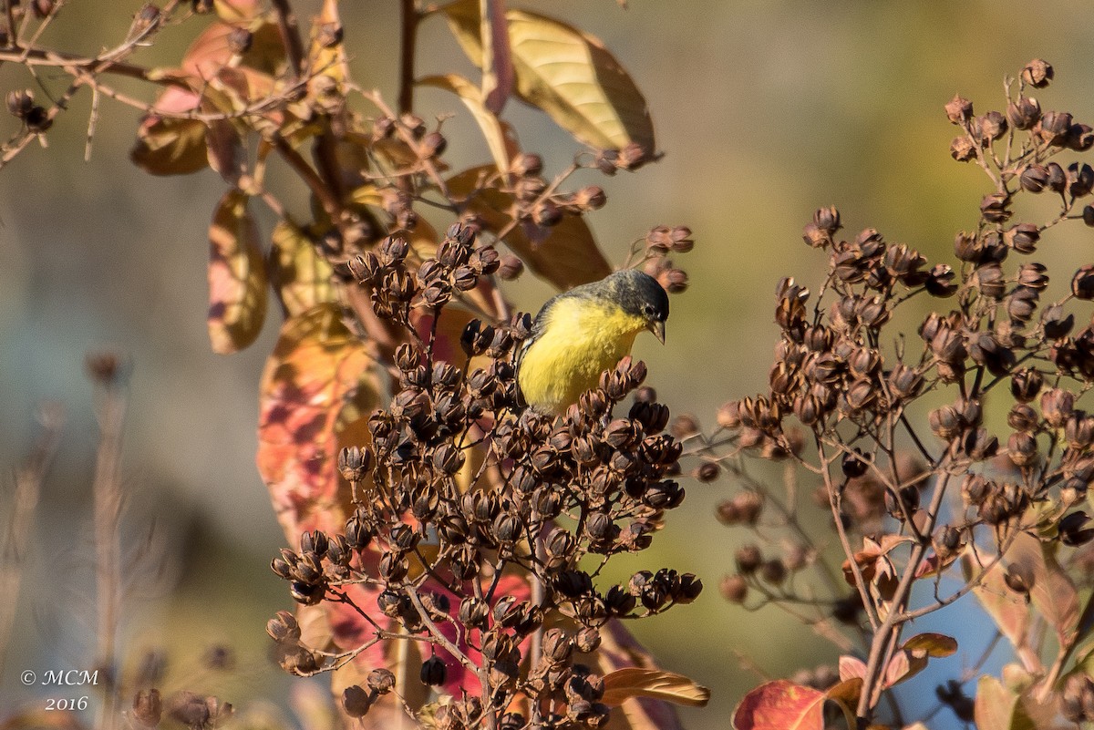 Lesser Goldfinch - Mary Catherine Miguez