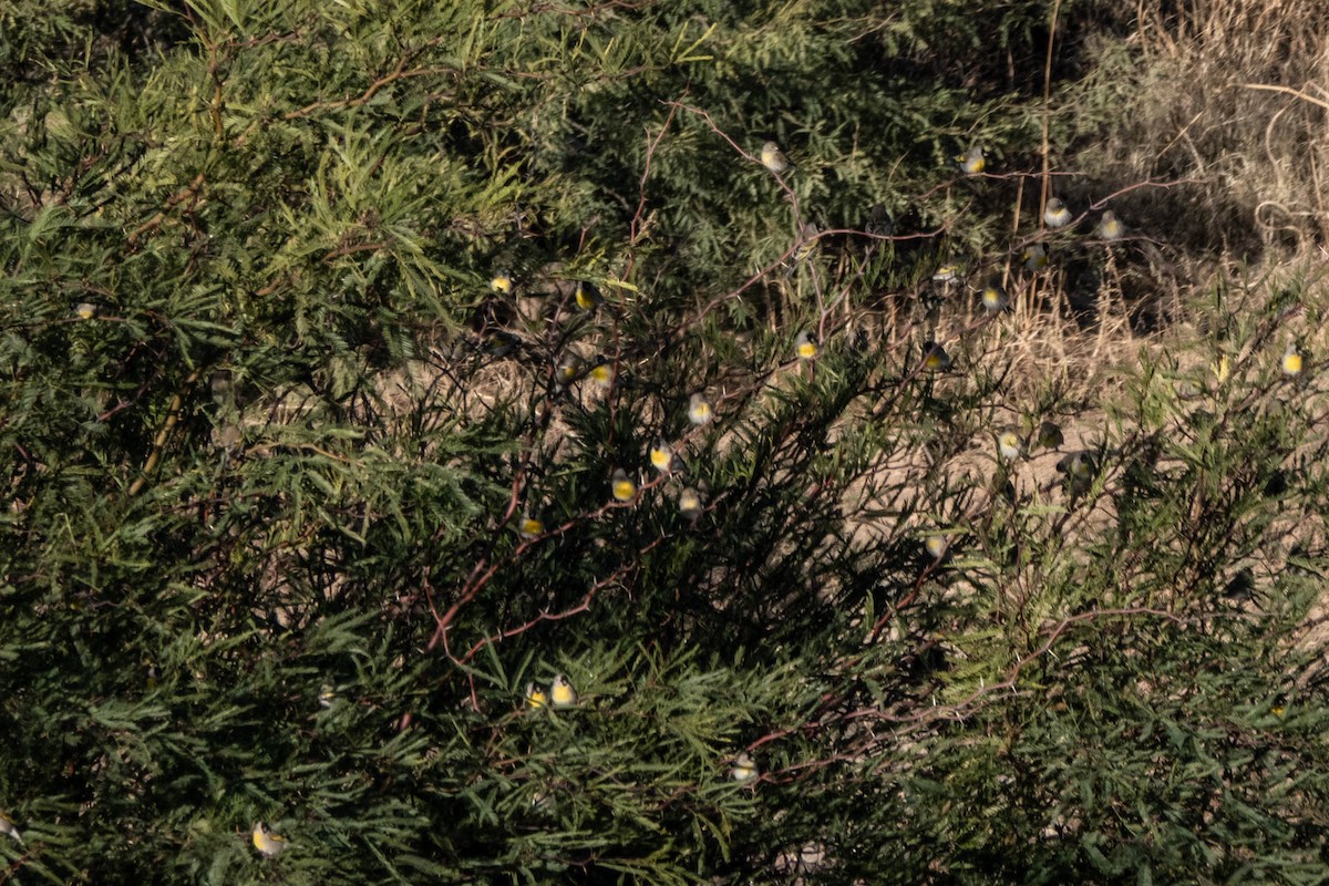 Lawrence's Goldfinch - ML410939321
