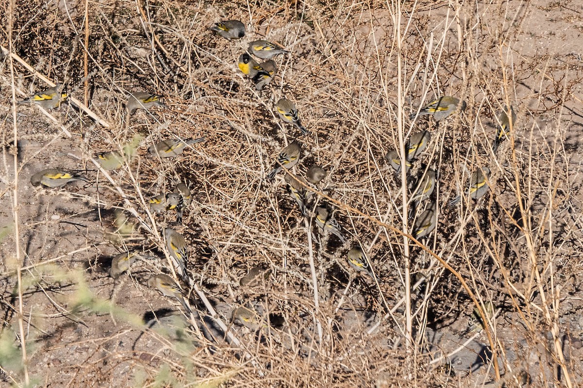 Lawrence's Goldfinch - ML410939331