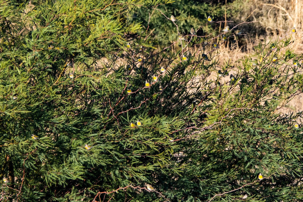 Lawrence's Goldfinch - ML410939351