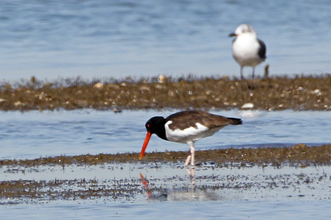 American Oystercatcher - ML410939561