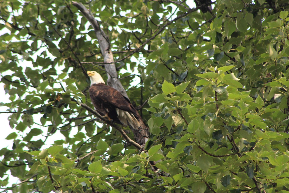 Bald Eagle - ML410939761