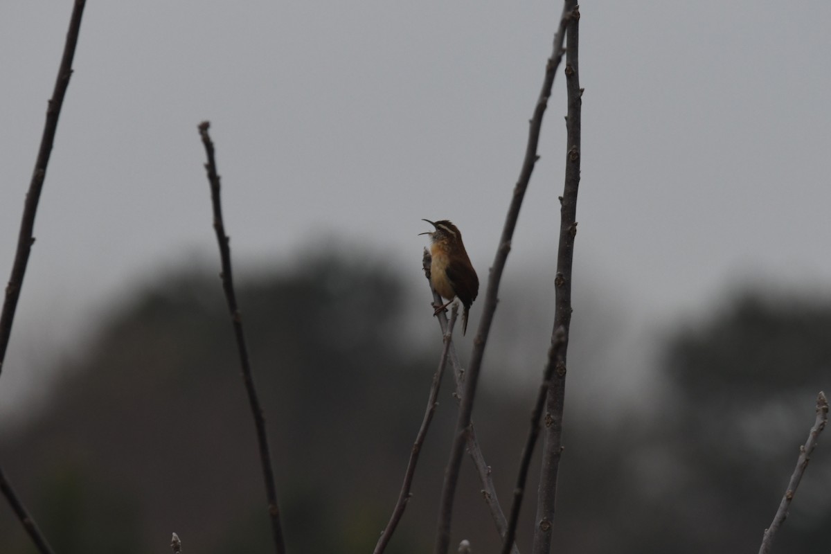 Carolina Wren - ML410940351
