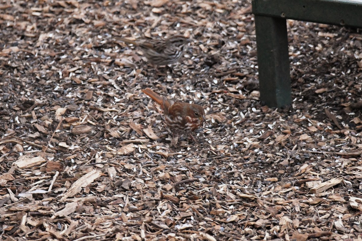 Fox Sparrow - ML410940671