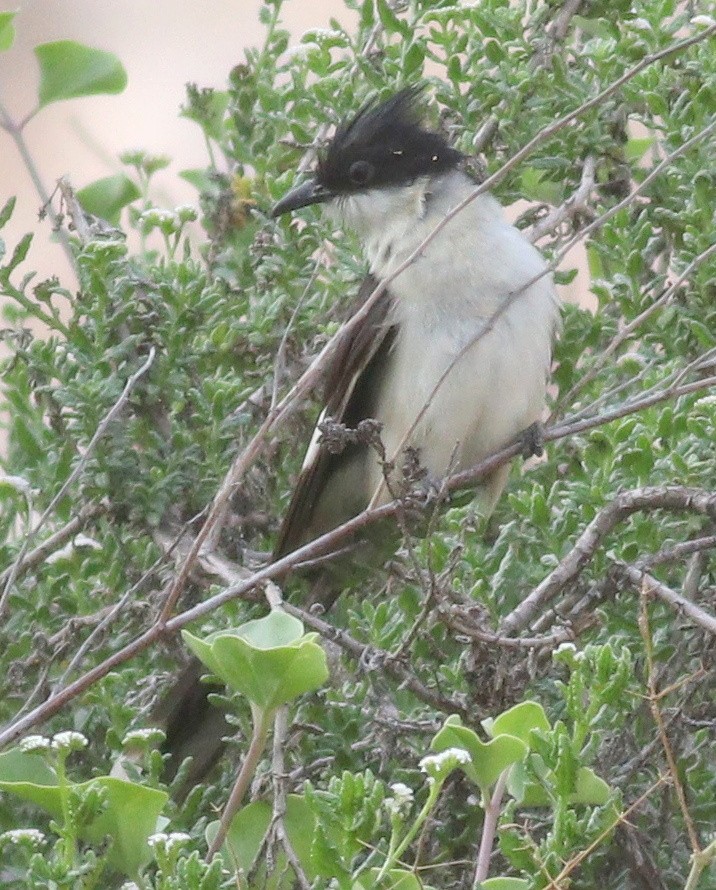 Pied Cuckoo - Jan Ebr