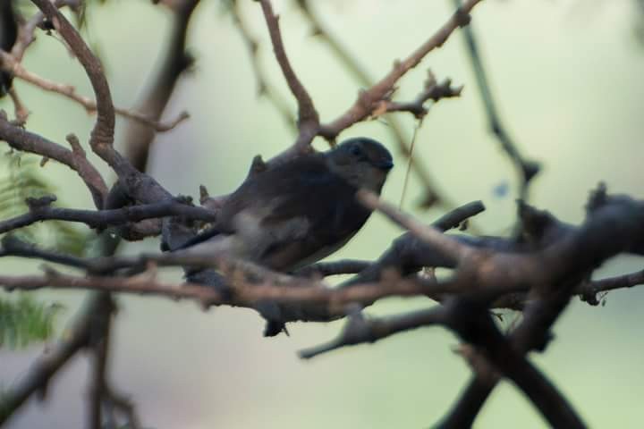 Taiga Flycatcher - ML41094121