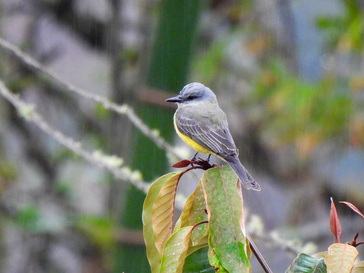 Tropical Kingbird - ML410941321
