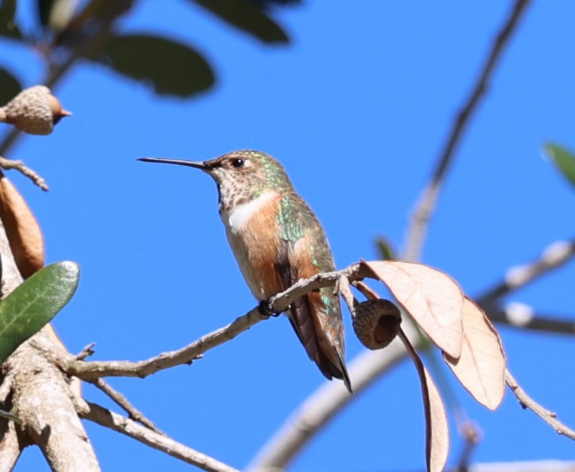Rufous Hummingbird - ML410941381