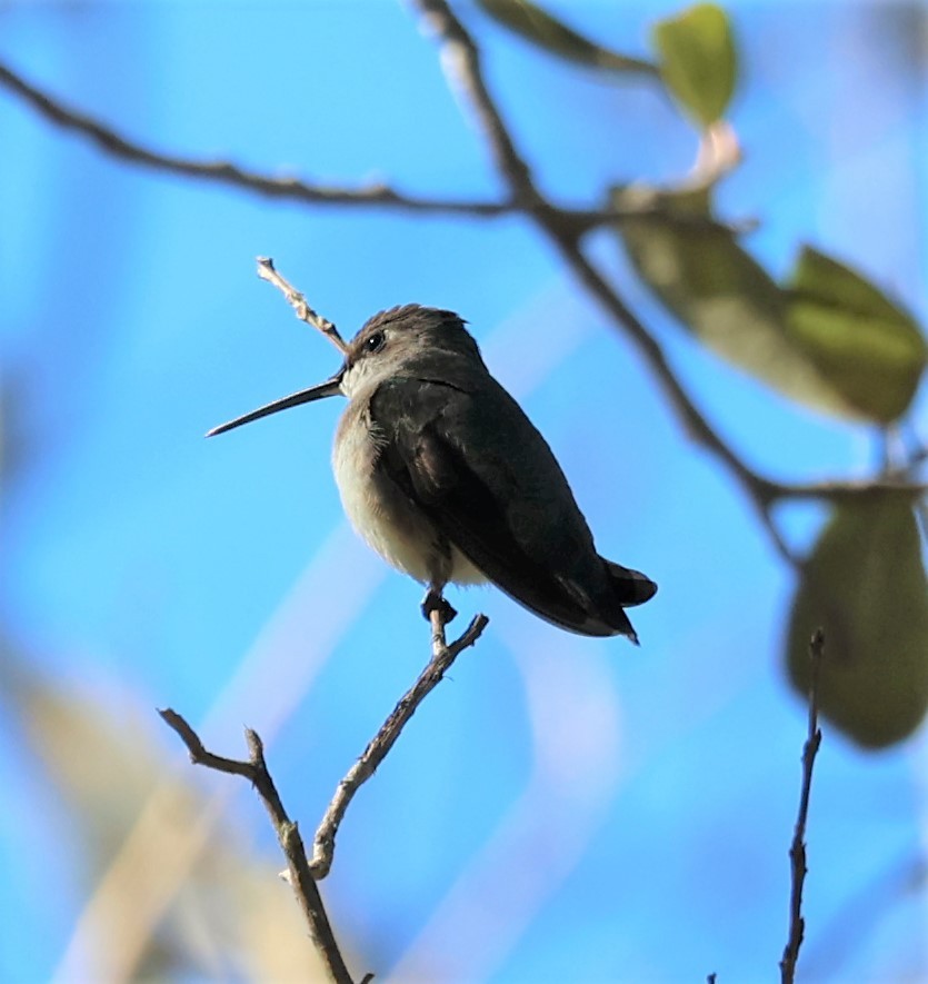 Black-chinned Hummingbird - ML410941421