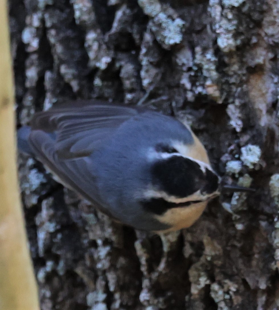 Red-breasted Nuthatch - ML410941481