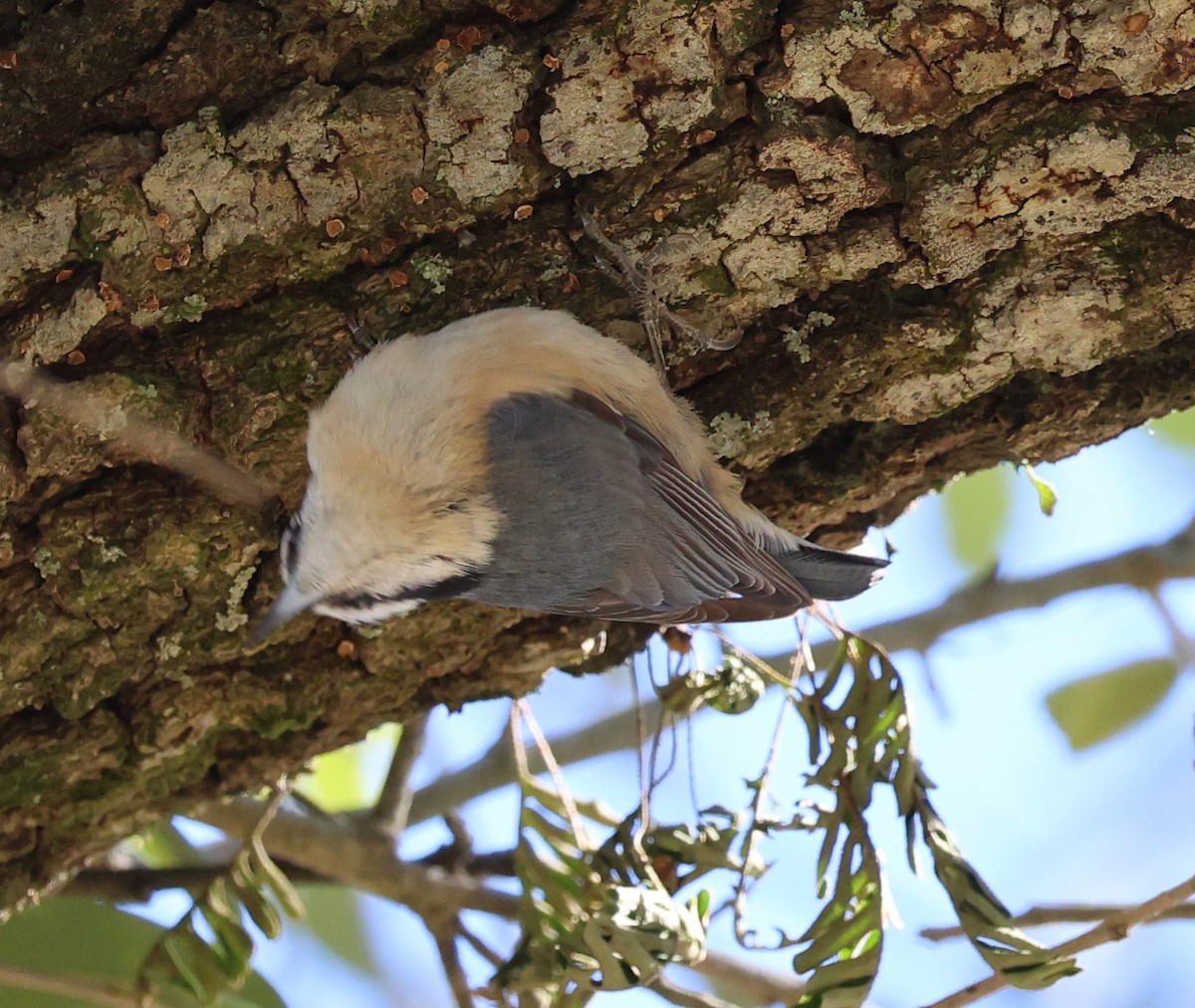 Red-breasted Nuthatch - ML410941501