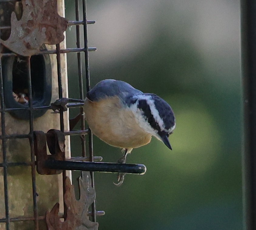 Red-breasted Nuthatch - ML410941911
