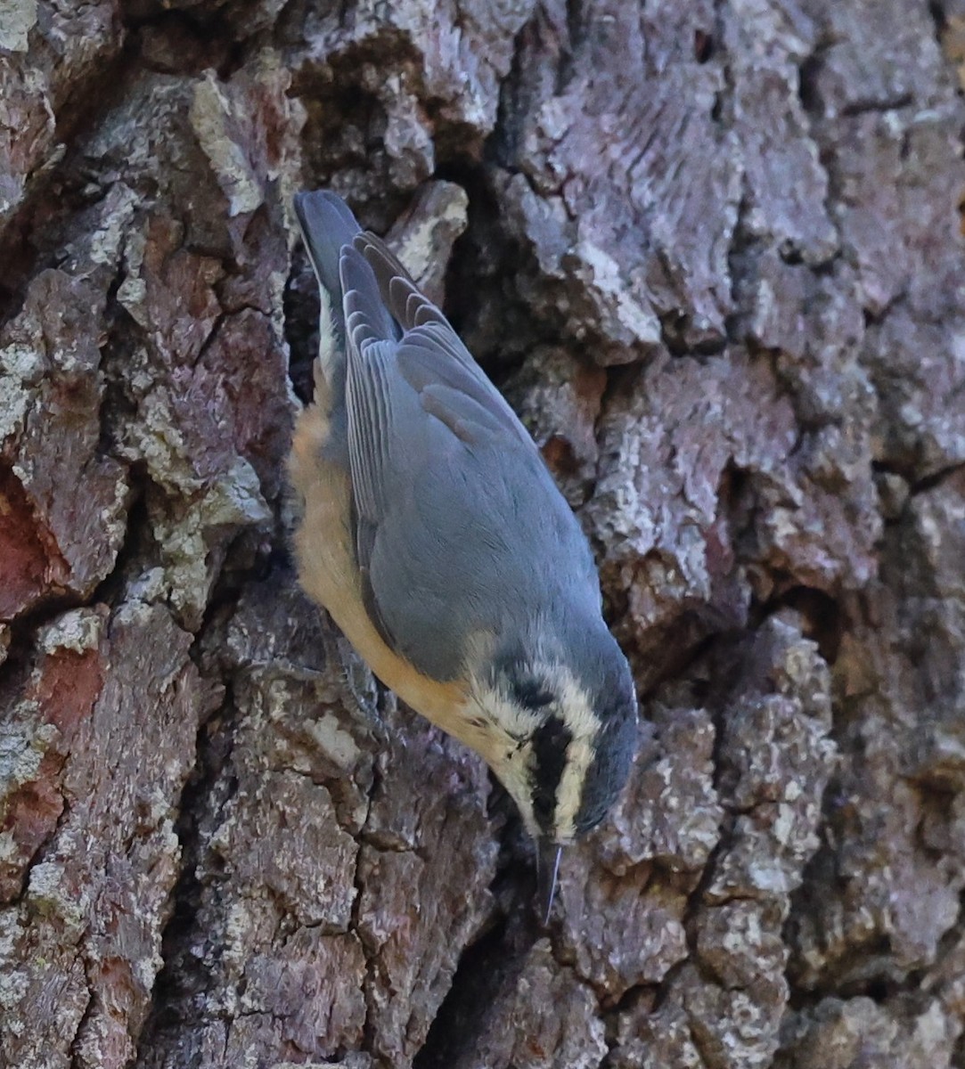 Red-breasted Nuthatch - ML410941951
