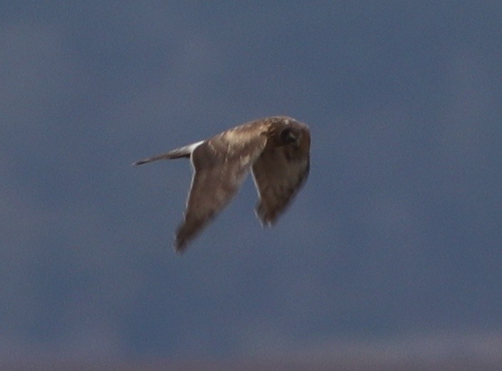 Northern Harrier - ML410942741