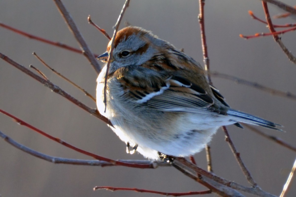 American Tree Sparrow - ML410942951