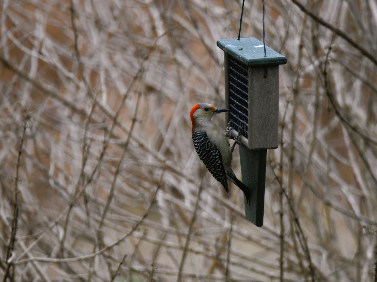 Red-bellied Woodpecker - ML410943171