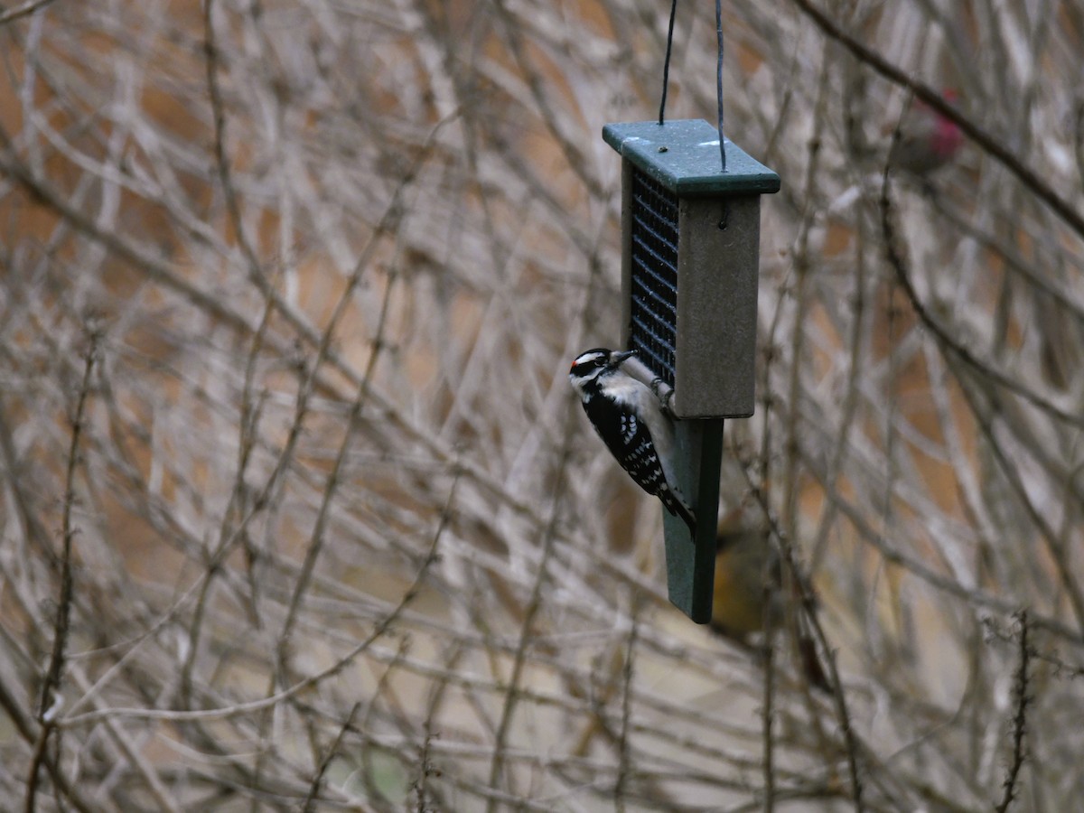 Downy Woodpecker - ML410943211