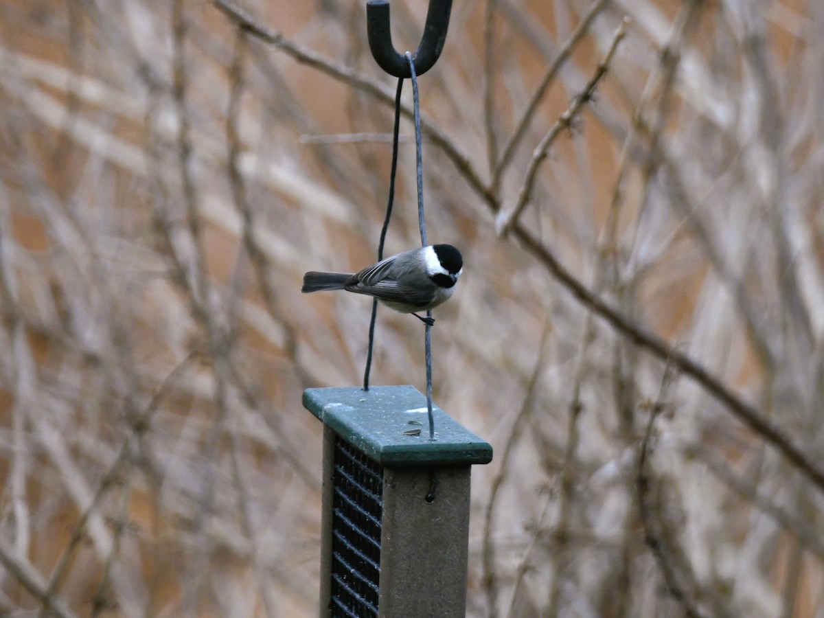 Carolina Chickadee - ML410943271