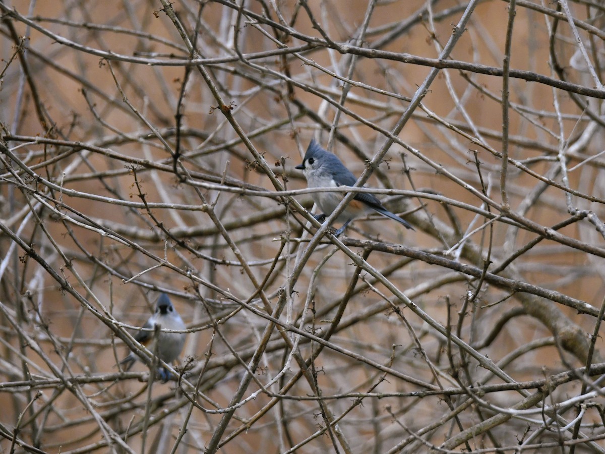Tufted Titmouse - ML410943351