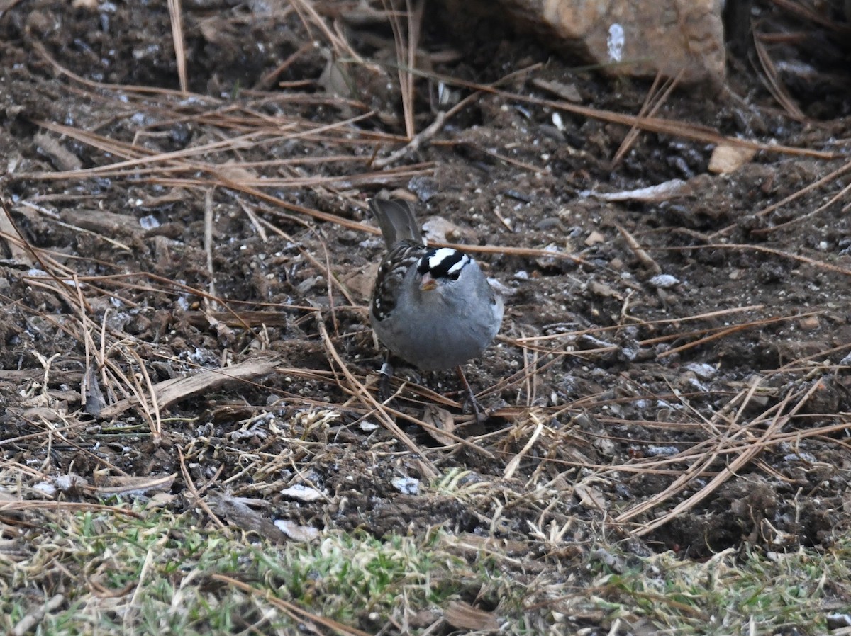 Bruant à couronne blanche - ML410944111