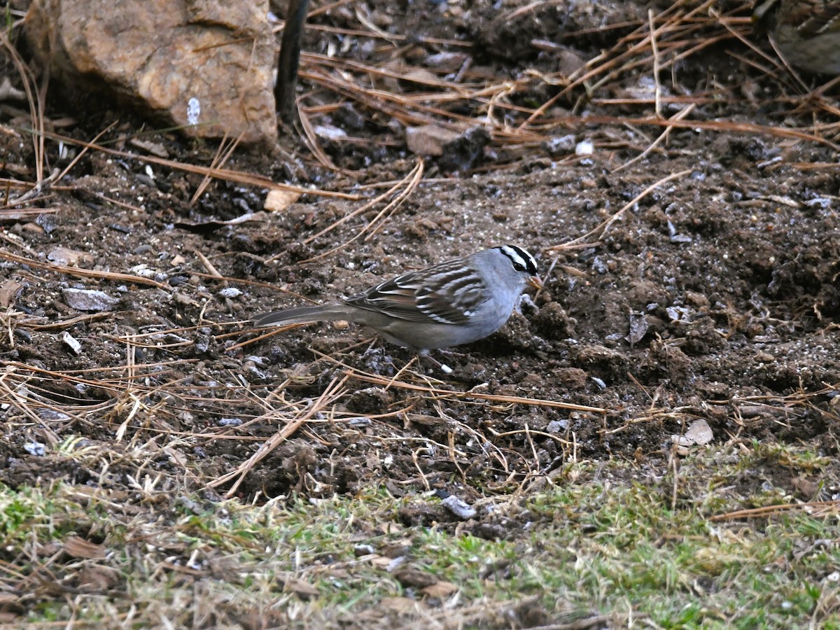 Bruant à couronne blanche - ML410944211