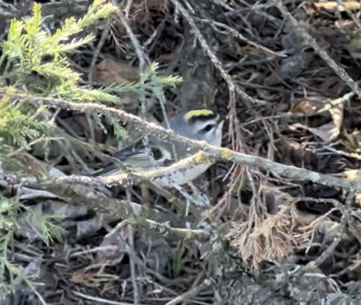 Golden-crowned Kinglet - ML410944231