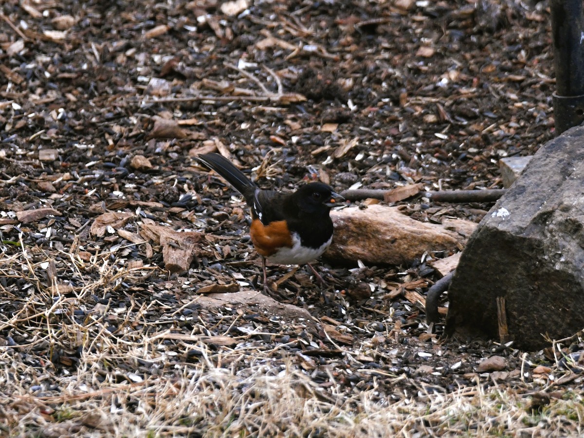 Eastern Towhee - ML410944361