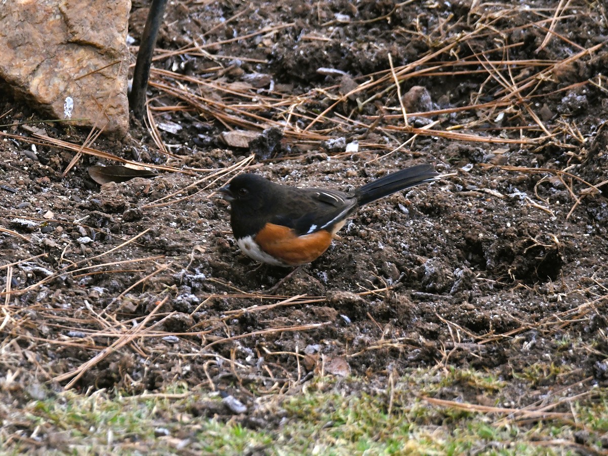 Eastern Towhee - ML410944471