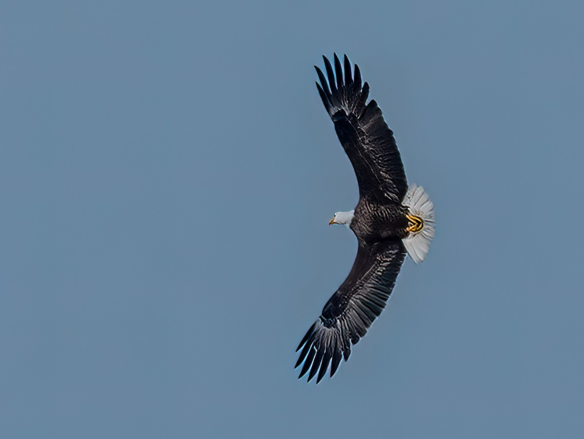 Bald Eagle - ML410946651