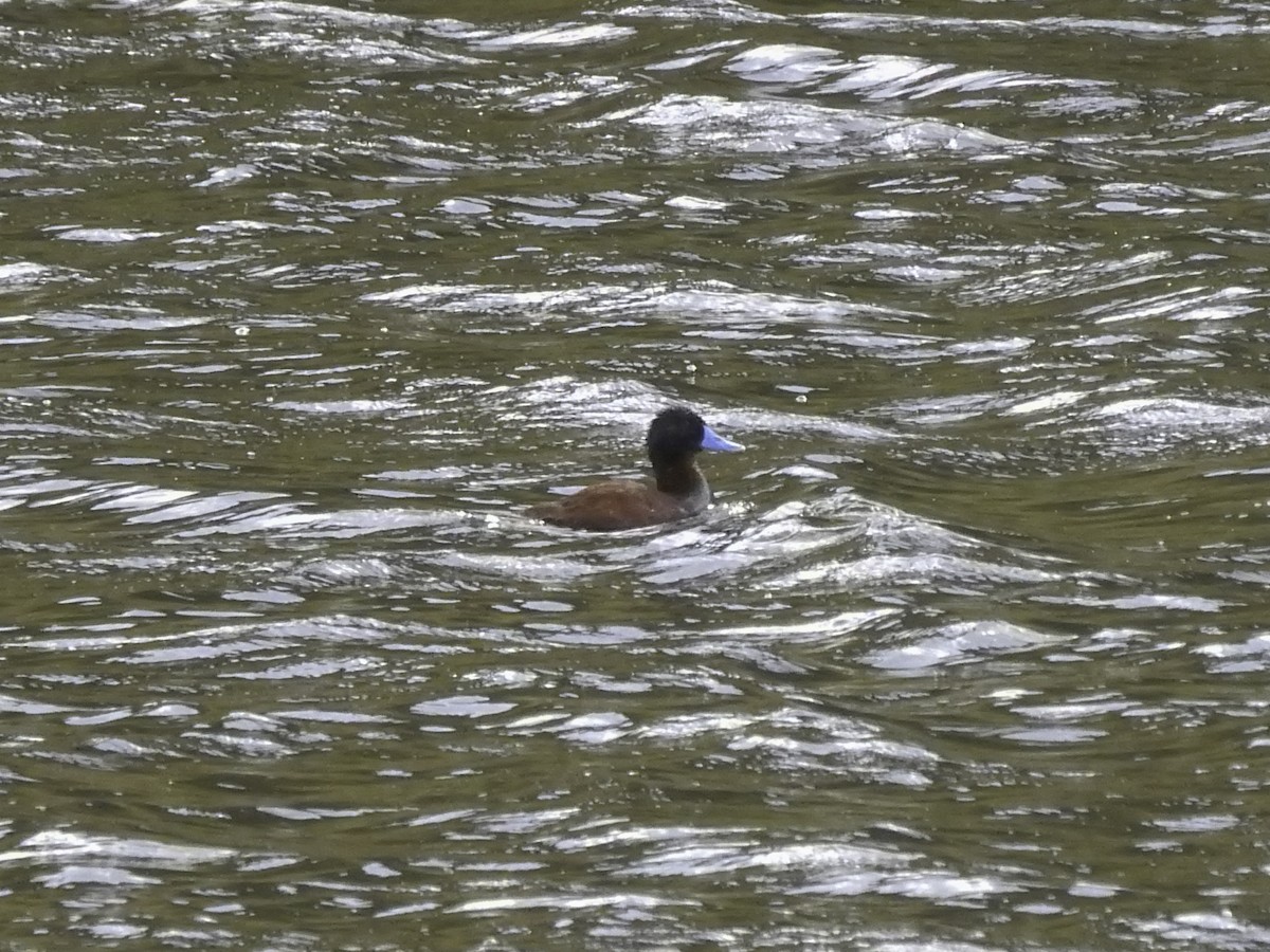 Andean/Lake Duck - ML410948141