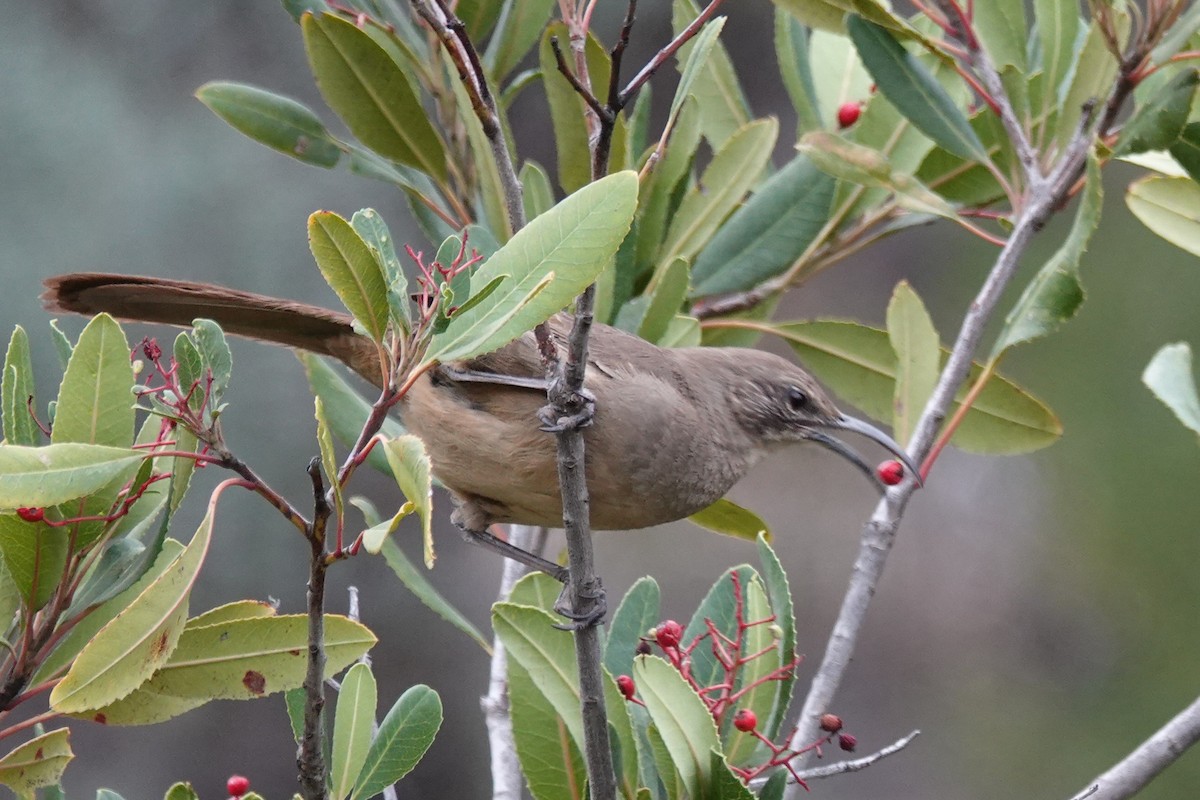 California Thrasher - ML410949711